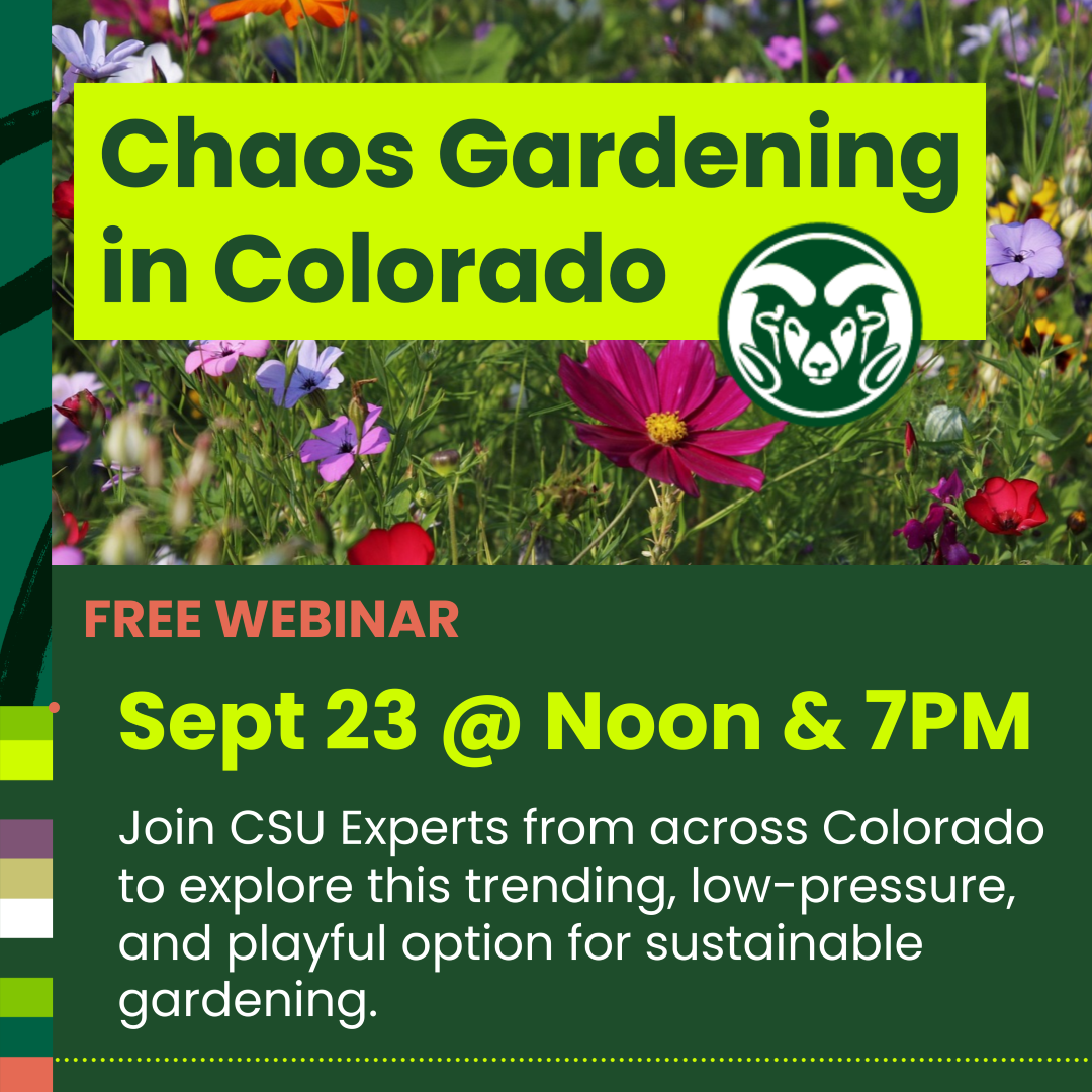 Graphic with a background of colorful flowers and text reading: “Chaos Gardening in Colorado” with CSU Ram head logo next to it. Below it reads: “Free Webinar, Sept 23 @ Noon & 7PM. Join CSU Experts from across Colorado to explore this trending, low-pressure, and playful option for sustainable gardening.”