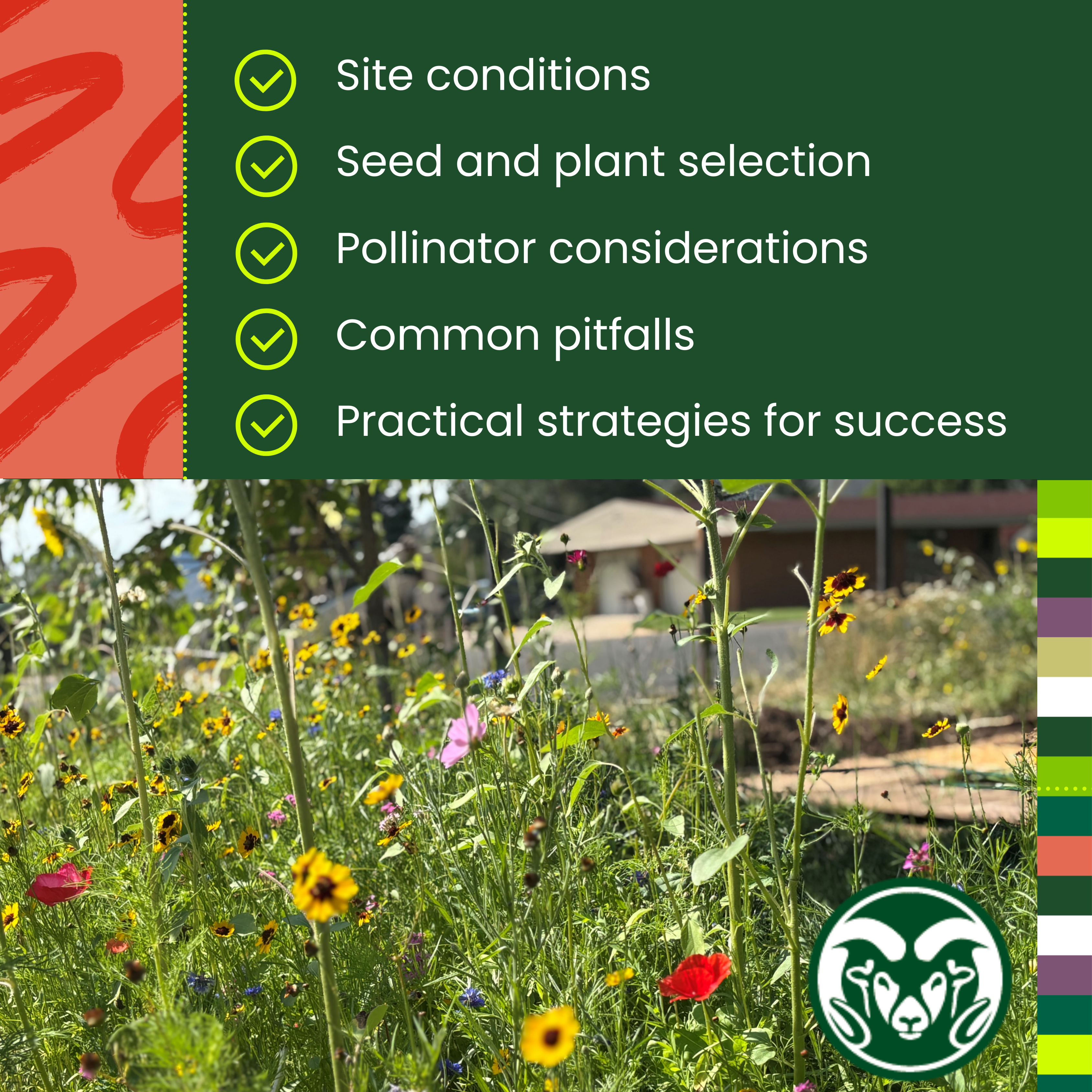 Graphic with green background and text reading: “Site conditions, Seed and plant selection, Pollinator considerations, Common pitfalls, Practical strategies for success.” The left side has a red abstract pattern, and the bottom half shows a wildflower garden with yellow, red, and purple flowers. CSU Ram head logo in bottom right corner.