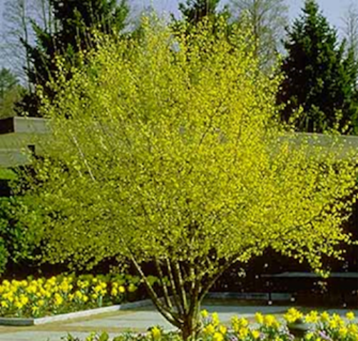 Cornus mas – Cornliancherry Dogwood 