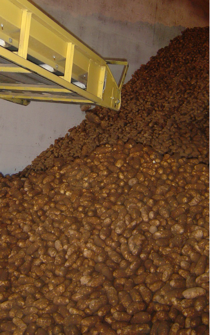 Potato processing equipment