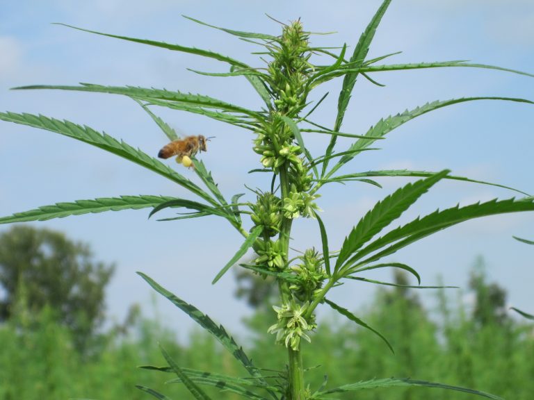A bee approaching a hemp plant to collect pollen for food