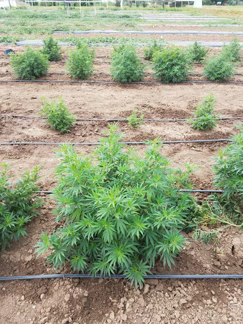 High-CBD hemp production in an organic field. 