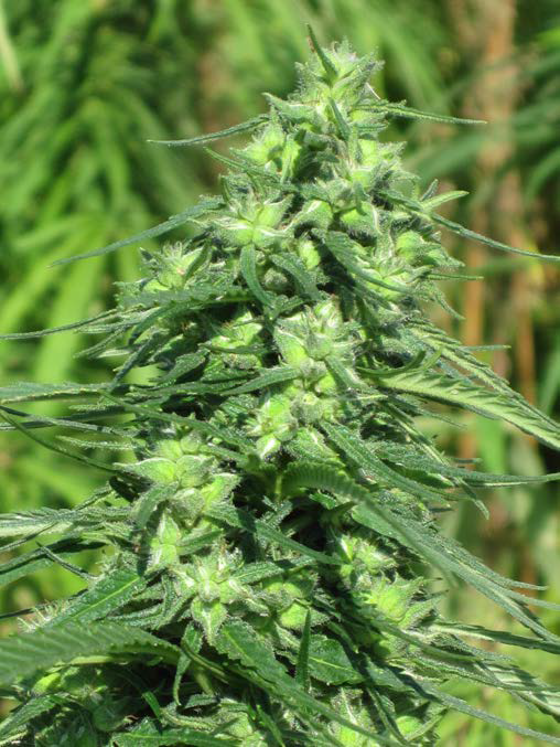 A female hemp plant 
