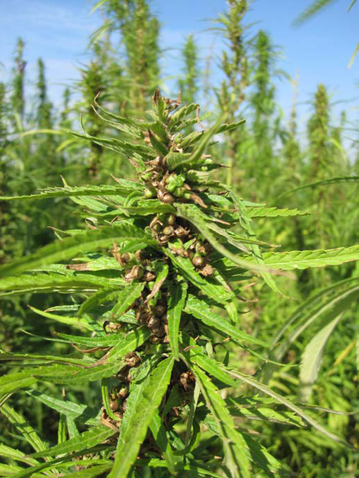 Maturing seeds on a female hemp plant.