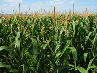 Corn crops growing in a field