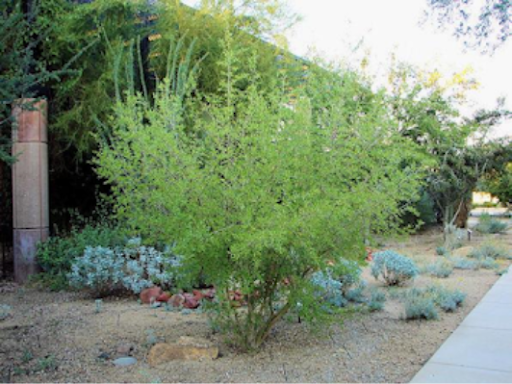 Foresteria neomexicana - New Mexico Privet 
