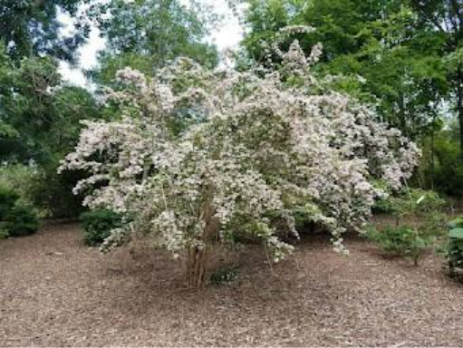 Kolkwitzia amabilis (syn. linnaea amabilis) - Beauty Bush 