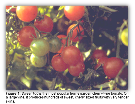 A group of different colored tomatoes hanging off a vine.
