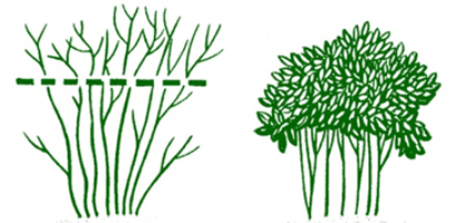 Flowering shrubs pruned by topping or shearing become woody at the base.