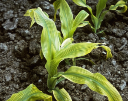 Close-up of corn demonstrating an iron deficiency.