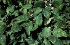 Green bean canopy showing widespread yellowing and discoloration on leaves.