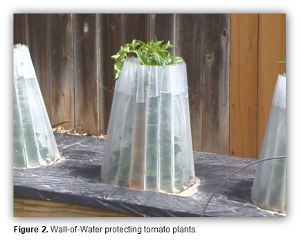 A Wall-of-Water protecting tomato plants.