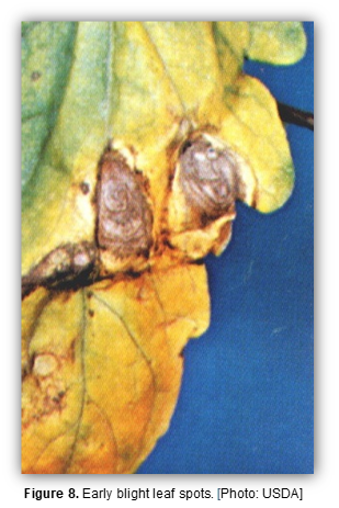 Close-up of early blight leaf spots.