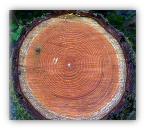 Cross section of a Douglas fir. The light colored outer ring of wood is the sapwood. The dark wood in the center is the heartwood.