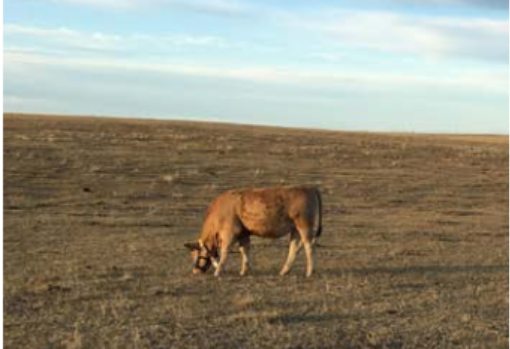 A lone cow standing in an empty field.