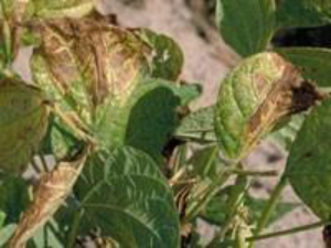 Close-up of green bean leaves with yellow and brown V-shaped lesions consistent with bacterial blight.