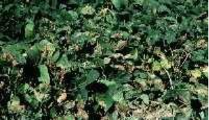 Field view of green bean plants with widespread leaf damage, many showing brown necrotic areas.