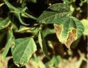 Close-up of a green bean leaf with large brown V-shaped lesion, edges yellowed.