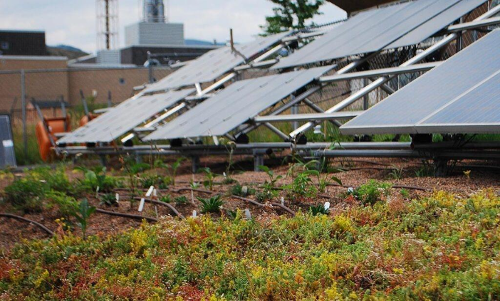 Wider view of plants and greenery growing under angled solar panels, with a building and equipment visible in the background.