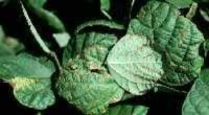 Close-up of several bean leaves with reddish-brown spots scattered across the surface.
