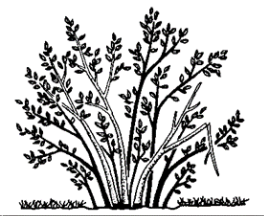 A diagram of thinning branches.