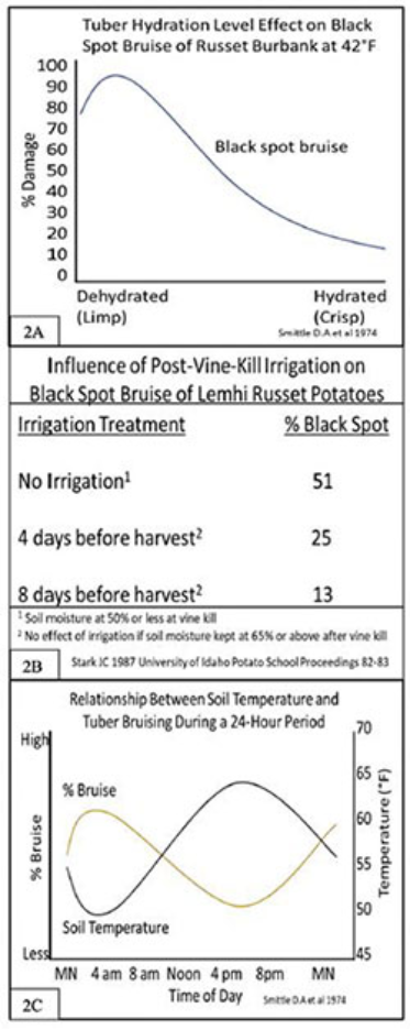 Three-part figure showing factors influencing black spot bruise in potatoes. First graph shows bruise severity decreasing as tuber hydration increases. Second table compares irrigation timing before harvest, showing less black spot with irrigation closer to harvest. Third graph shows relationship between soil temperature and bruise percentage, with bruising increasing as soil temperature rises.
