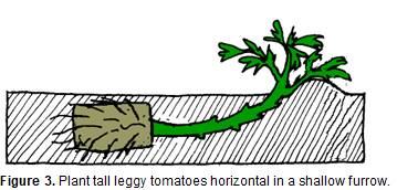 A diagram of horizontal leggy tomatoes in a shallow furrow.