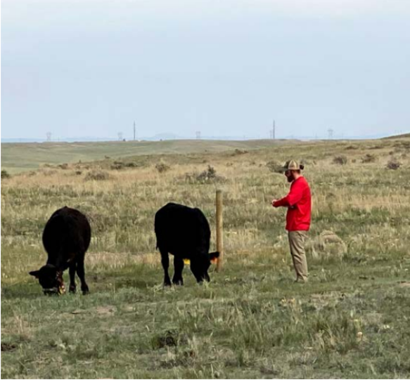 Person in a red jacket standing in a grassy pasture with two black cows grazing nearby.