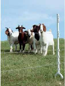 A group of five goats standing in a field behind a wired fence.