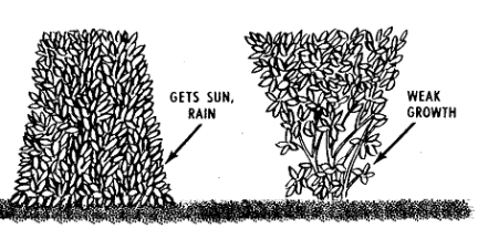 Diagram of shearing hedges.