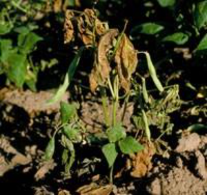 A green bean plant with wilted, dried leaves and a few pods, showing symptoms of bacterial infection.