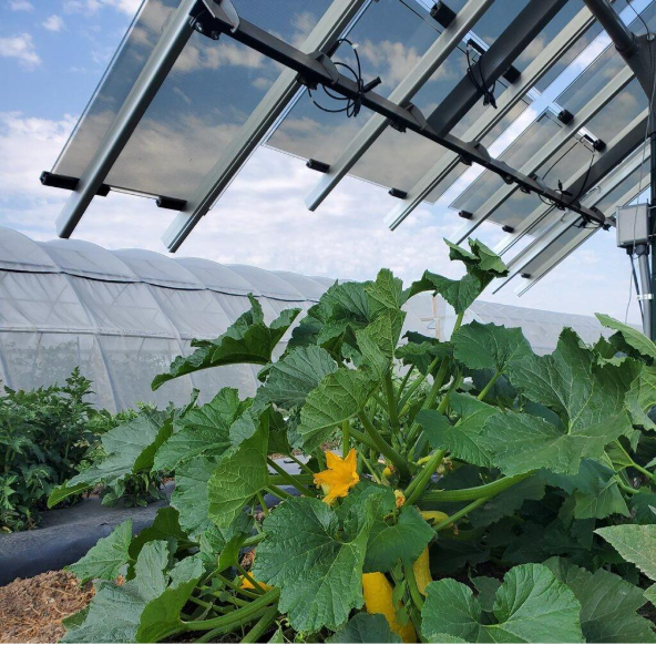 Close-up of a yellow-flowered plant growing under a solar panel array, with greenhouse tunnels visible in the background.