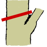 Diagram of a large trunk, showing where to make a heading cut.