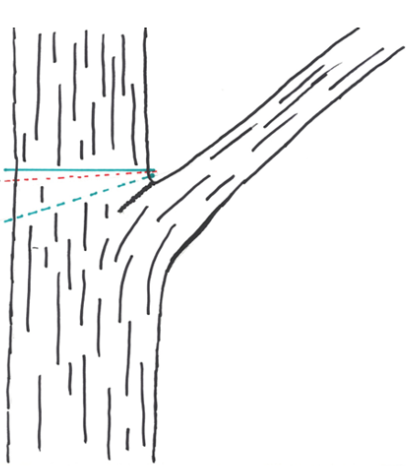 Diagram of a large tree branch splitting into a smaller branch.