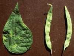 Isolated bean leaf and two pods on a flat background, all showing small dark lesions from bacterial disease.