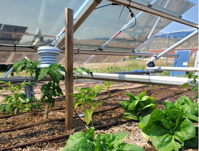 Low view of leafy plants growing under solar panels, with a weather sensor and drip irrigation tubing visible.