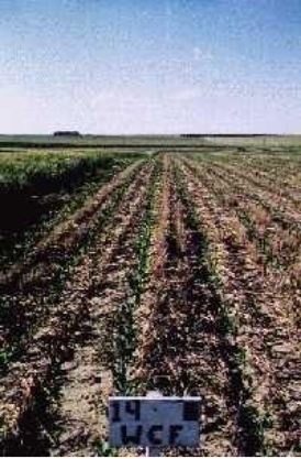 A field of no-till corn planted in wheat stubble.