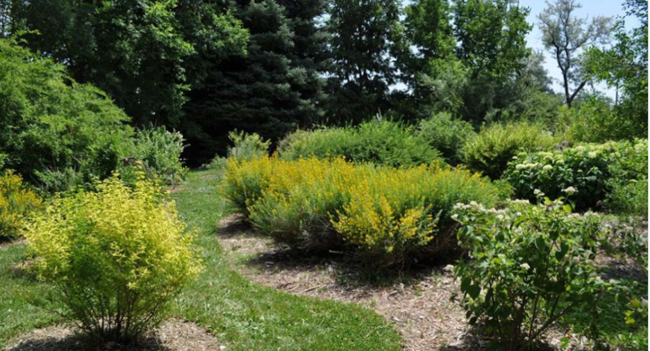 A landscaped garden with a mulched pathway winding through clusters of green and yellow flowering shrubs, surrounded by taller trees in the background.