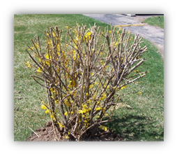 A bush shrub consisting of dead branches.