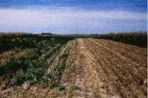 A field of stubble showing poor weed control after harvest on the left, and excellent weed control on the right.