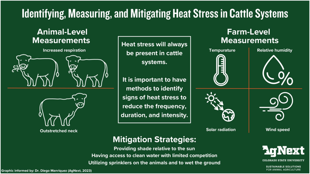 Informational graphic titled 'Identifying, Measuring, and Mitigating Heat Stress in Cattle Systems.' On the left, animal-level measurements are shown with simple cow illustrations, highlighting signs such as increased respiration and outstretched neck. In the center, a text box states that heat stress will always be present in cattle systems and stresses the importance of identifying signs to reduce frequency, duration, and intensity. On the right, farm-level measurements are listed with icons: temperature (thermometer), relative humidity (percentage symbol with droplet), solar radiation (sun and earth), and wind speed (wind lines). At the bottom, mitigation strategies are listed: providing shade relative to the sun, access to clean water with limited competition, and using sprinklers on animals and ground. The CSU AgNext logo and 'Sustainable Solutions for Animal Agriculture' appear in the bottom right corner.