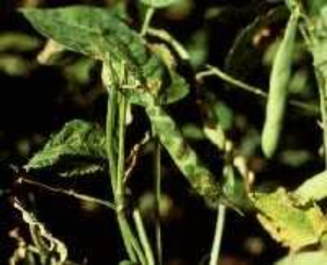 Bean plant with pods showing dark lesions, leaves also show bacterial damage.