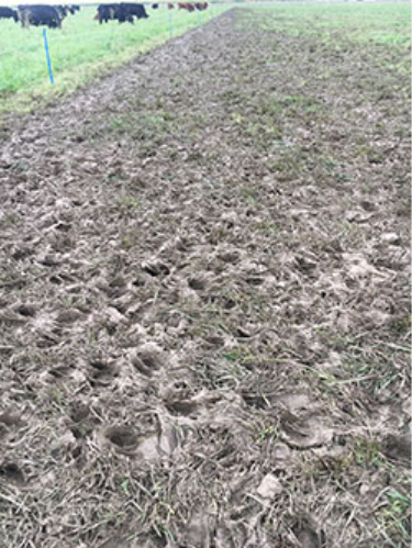 A section of pasture with bare soil and visible hoof prints, showing signs of cattle impact and heavy grazing.