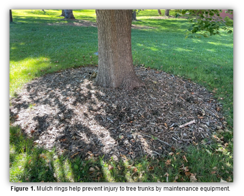 The base of a tree that has a mulch ring to prevent trunk injury.