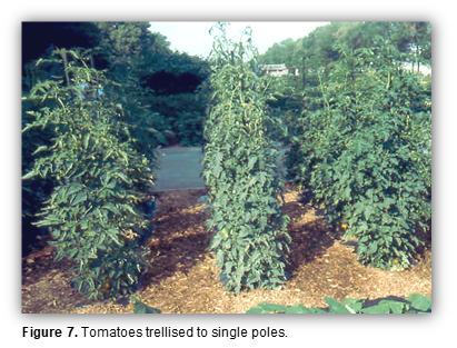 Tomatoes trellised into single poles.