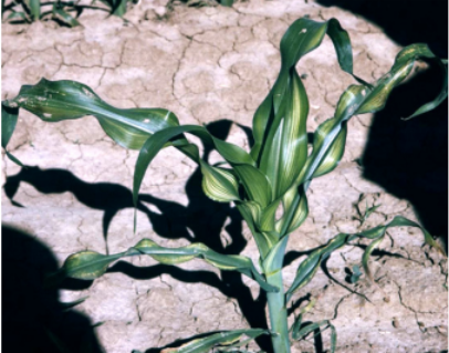 A close-up of corn that shows a deficiency in zinc.