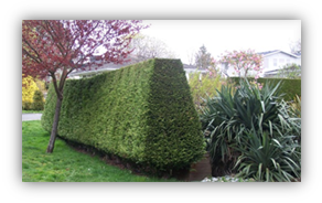 A properly pruned hedge, wider at the base.