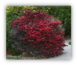 A black and red bush shrub.