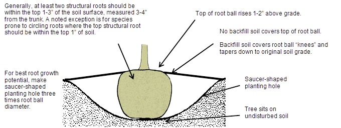 Diagram that recaps all of the steps when planting a tree in Colorado.