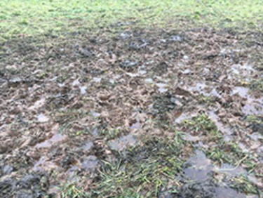 A muddy patch of pasture with standing water and hoof imprints, indicating soil saturation.